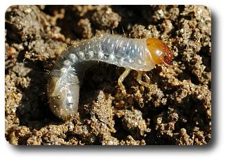 White grub larvae such as this one are the food for the developing larva of the pelicinid wasp.