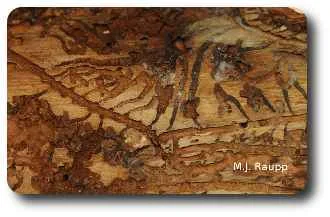 Winding galleries beneath the tree's bark are the handiwork of engraver beetle larvae.