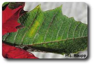 Yellow patches on leaves may be a sign of whiteflies feeding below.