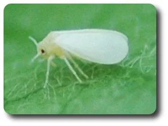 Adult whiteflies look like tiny moths.