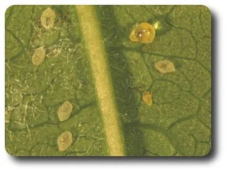 The large droplet of honeydews sits atop a whitefly nymph.
