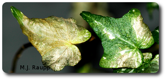 Brown, discolored leaves can be a sign of thrips at work.