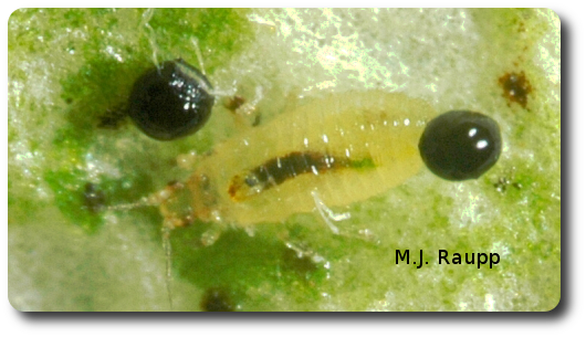 Yellow thrips nymphs sip plant fluids and leave behind dark droplets of excrement.
