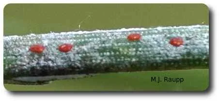 Red crawlers search for a place to settle down.