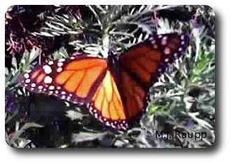 A lonely monarch was the only resident at the sanctuary during my visit in December.