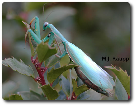 Our praying mantis, Manti, takes a stroll http://ww.bugoftheweek.com/BugOfWeek_38.html on a holly shortly before laying her eggs.