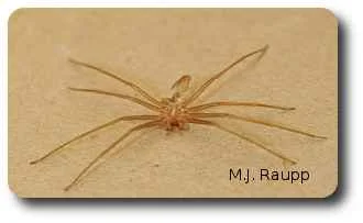 Shed skins are sometimes more commonly seen than the spider itself.