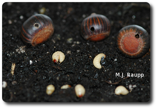 Legless weevil larvae emerge form the circular holes in acorns and enter the soil in advance of winter.