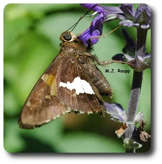 Adult silver spotted skippers are regular visitors to the garden.
