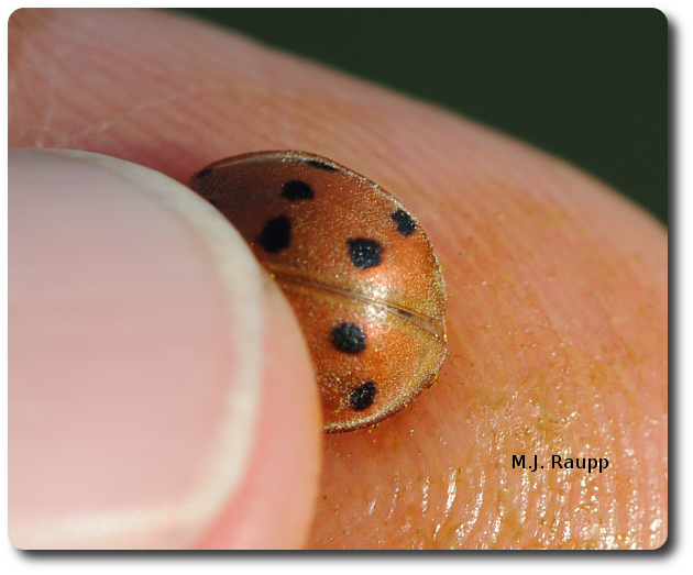 When harassed by predators or entomologists, Mexican bean beetles release irritating chemicals that can turn your skin orange.