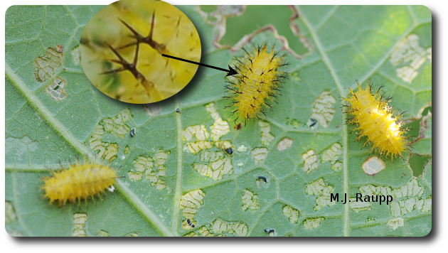 Bean beetle larvae feed between the lines and skeletonize bean leaves. 