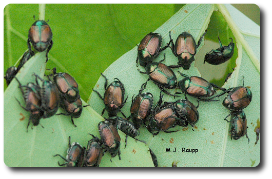 These beetles are beautiful, but create havoc for trees, shrubs, and herbaceous plants.