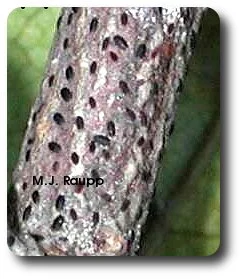 Dozens of small black crawlers festoon the twig near their mothers.