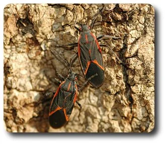 Two boxelder bugs preparing to leave the boxelder tree to find an overwintering spot.