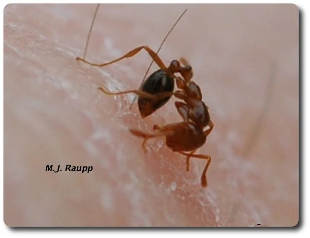The fire ant anchors itself with its jaws then curls its abdomen beneath to inject its venom into the skin.