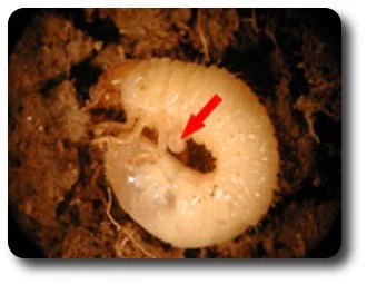 White grub parasitized by a tiphiid wasp. Red arrow points to the ectoparasite. 