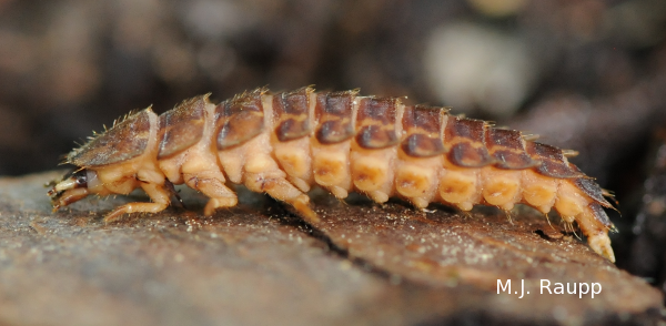 Glowworms patrol the soil in search of worms, slugs, and other soft-bodied invertebrates that are their prey. 