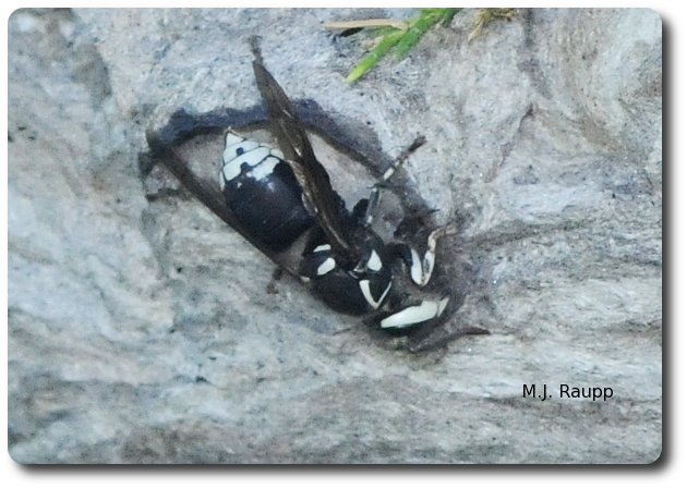 A worker adds paper to the outside of the nest.