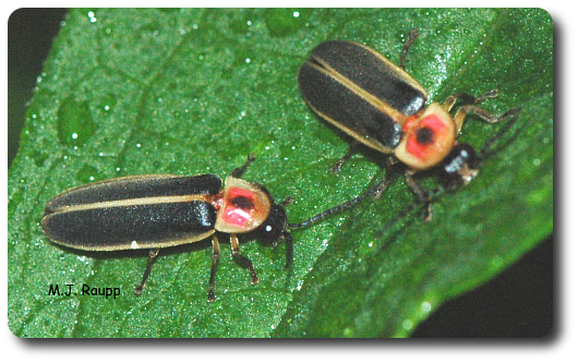 After a long night of flashing, lightning bugs sip water in the predawn darkness. 