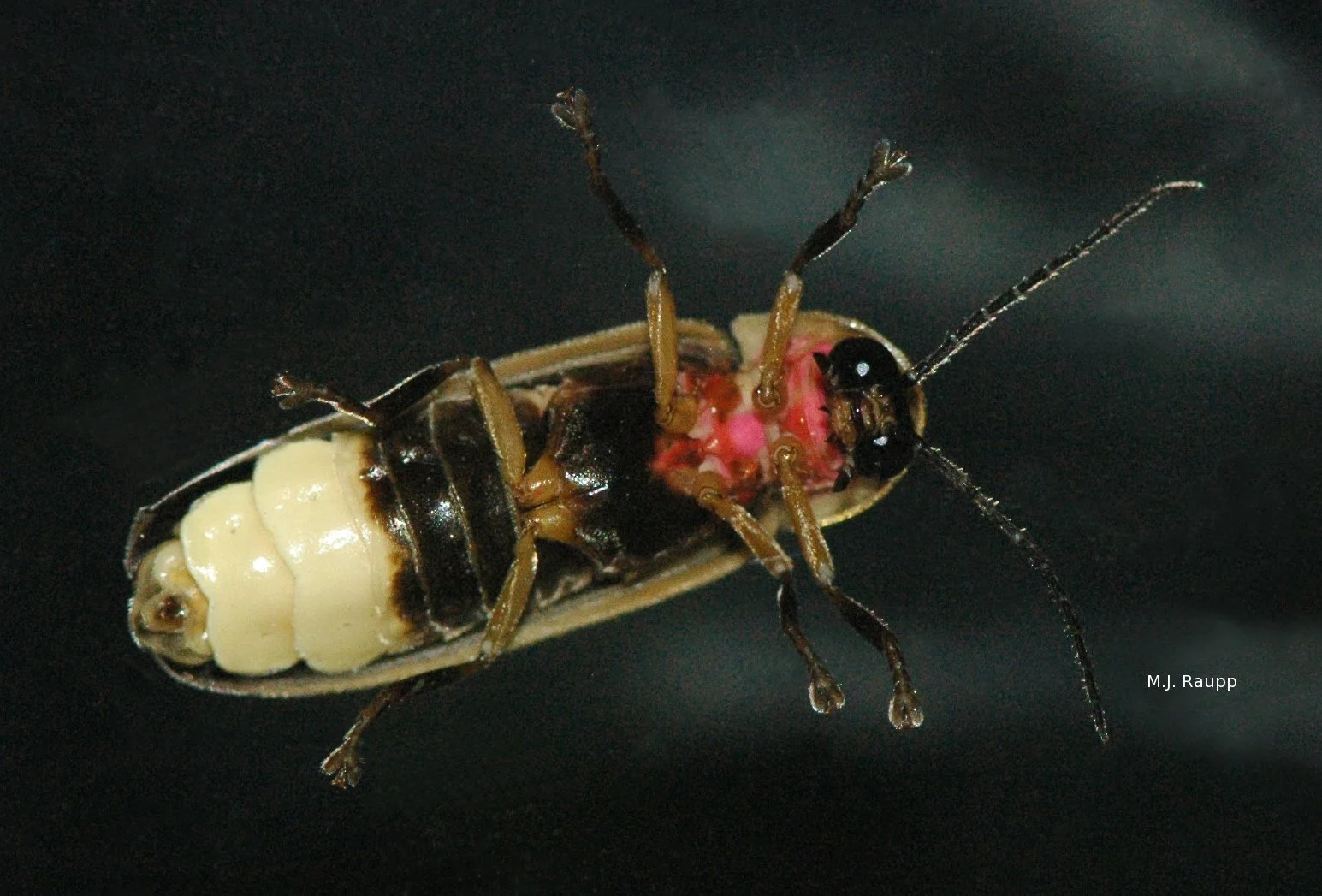 Segments at the tip of its abdomen contain cells that light-up the fireflies' world. 