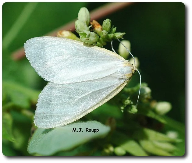 Don't let the white coloration fool you. This dogbane tiger moth is dangerous.