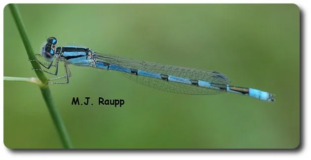 Abs of steel and wiry legs allow this acrobatic familiar bluet to hang out on a stem.