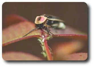 Lightning bug on the hunt for prey -- aphids beware.