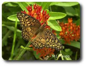 Milkweeds are a favored source for nectar and pollen.