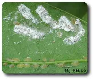 Flat camellia scale nymphs line the mid-vein near empty waxy egg cases from which they hatched.