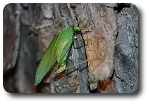 The curved structure on the rear end of the katydid is the ovipositor used to deposit eggs on plants.