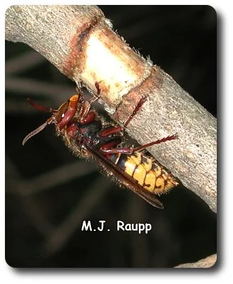 A lilac in my backyard loses some bark to a hungry European hornet.
