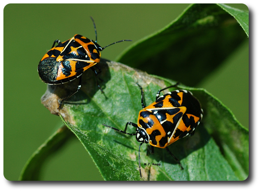 Two brightly colored harlequin bugs warn predators of their nasty flavor and send the message "don't eat me".