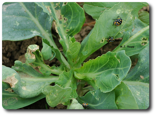 This poor cabbage has been probed and sucked by harlequin bugs and the distorted, shriveled leaves tell the tale.