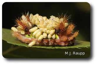 Dozens of wasp cocoons adorn the back of this saddleback caterpillar.
