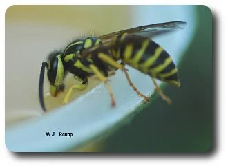 Applesauce at a picnic makes a great snack for yellowjackets.