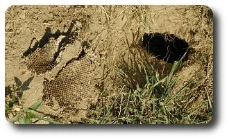 Empty brood comb and a hole in the earth are all that is left of the yellow jackets after an attack by a hungry mammal.