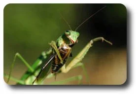 Manti devours the head of a fall field cricket