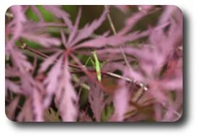 Young mantids eat small insects such as aphids and flies.