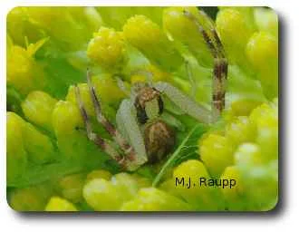With legs outstretched a stealthy crab spider waits for the kill.