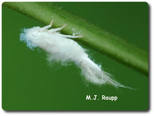 A profile shot reveals a flatid nymph adorned with white wax.