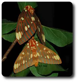 The devil turns regal as a royal walnut moth.