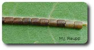Apparently a stickler for detail, the mother leaf-footed bug neatly lays her eggs in very straight rows.