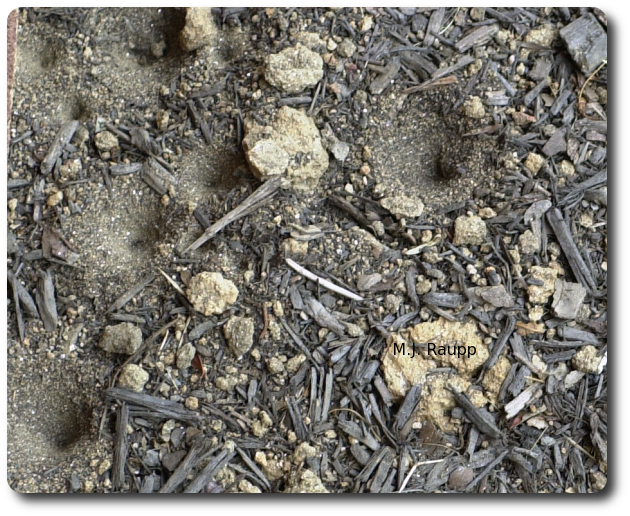 Conical pits spell danger for ants and other small ground-dwelling arthropods. 