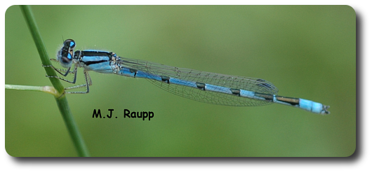 Small damselflies like this bluet often perch horizontally on vegetation.
