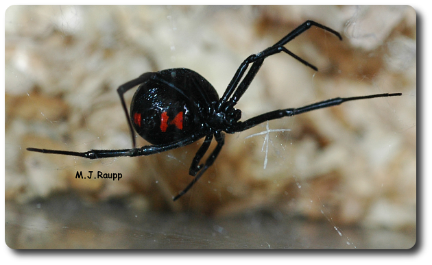 Bright red hour glass - shaped markings are a sure sign that this spider is a black widow. 