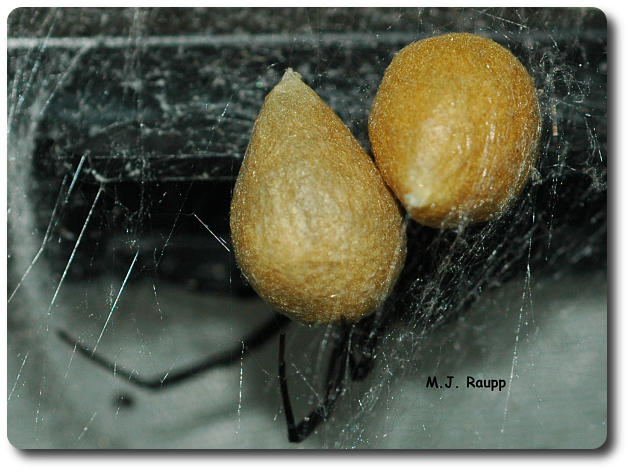 Our black widow, Angelina, recently presented us with two fine egg sacs. We are anxiously awaiting the birth of many tiny widows.