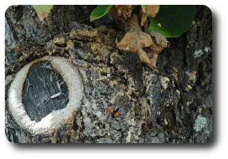 Sawdust-like frass is a good clue that banded ash clearwings are at work.