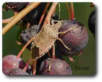 Ornamental plants like service berry attract the brown marmorated stink bug.
