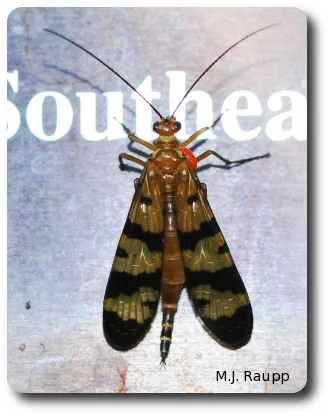 A female scorpionfly basks on a sunny sign along the forest's edge.