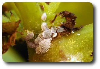 Mealybugs cluster in the angles of branches and around buds and stems.